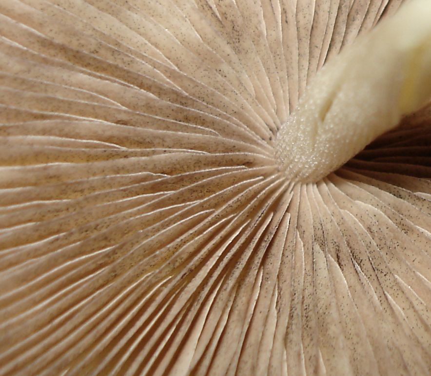 Bosco di Namos (BL) 25-06-2006